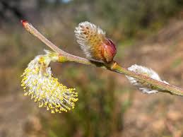 Pussy Willow–Salix discolor–Attracts pollinators 6" Pot