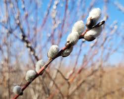 Pussy Willow–Salix discolor–Attracts pollinators 6" Pot