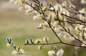 Pussy Willow–Salix discolor–Attracts pollinators 6" Pot