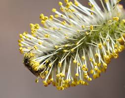 Pussy Willow–Salix discolor–Attracts pollinators 6" Pot