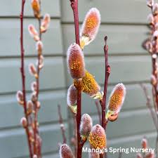 Pussy Willow–Salix discolor–Attracts pollinators 6" Pot