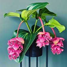 Malaysian Orchid–Assorted–Tropical indoor plant 10" Pot
