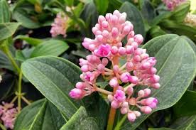 Malaysian Orchid–Assorted–Tropical indoor plant 10" Pot