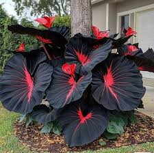RedCrocus Elephant Ear Xanthosoma- Tropical Foliage Plant for Indoor & Outdoor- Large Tropical Leaves, Easy Care, Pet Toxic 10" Pot