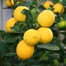 RedCrocus Meyer Lemon Citrus Tree, Bright Fragrant Blossom, Indoor & Outdoor Plant, Container Friendly, Pollinator Attractant, Hardy Zones 9-11 3 Gallon