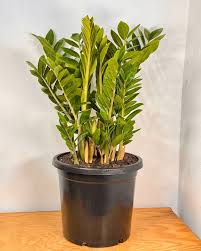 ZZ Plant–Zamioculcas zamiifolia–Low Light Tolerant 14" Pot