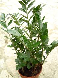 ZZ Plant–Zamioculcas zamiifolia–Low Light Tolerant 14" Pot