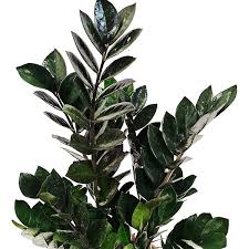ZZ Plant–Zamioculcas zamiifolia–Low Light Tolerant 14" Pot