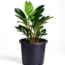 ZZ Plant–Zamioculcas zamiifolia–Low Light Tolerant 14" Pot