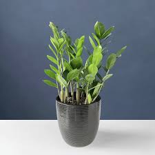 ZZ Plant–Zamioculcas zamiifolia–Low Light Tolerant 14" Pot