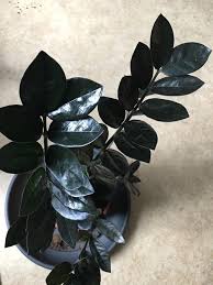 RedCrocus ZZ Plant Zamioculcas zamiifolia Indoor Plant, Low-Light, Easy Care, Drought Tolerant, Pet Warning, Container Friendly, Best for Home & Office Decor 14" Pot