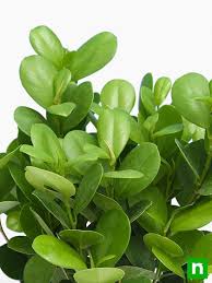 RedCrocus Moclame Ficus Microcarpa- Indoor & Outdoor Evergreen Foliage Plant, Pet Safe, Well-Draining Soil, Decorative Plant for Home & Garden 14" Pot