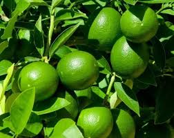 Lime Tree-Assorted-Versatile and Hardy Plant 1 Gallon