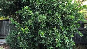 Lime Tree-Assorted-Versatile and Hardy Plant 1 Gallon