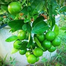 Lime Tree-Assorted-Versatile and Hardy Plant 1 Gallon