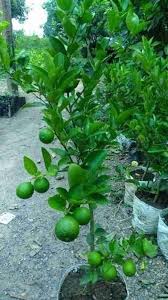 Lime Tree-Assorted-Versatile and Hardy Plant 1 Gallon