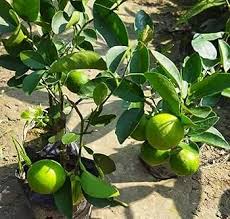 Lime Tree-Assorted-Versatile and Hardy Plant 1 Gallon