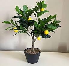 Lime Tree-Assorted-Aromatic and Productive 5 Gallon