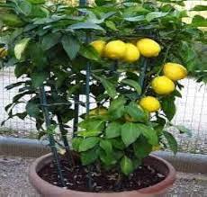 Lime Tree-Assorted-Aromatic and Productive 5 Gallon