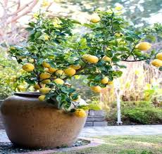 RedCrocus Lime Tree Citrus, Assorted, Indoor & Outdoor- Fragrant, Attracts Pollinators, Container Friendly Garden Plant, Citrus Lime for Edible Gardening 5 Gallon