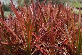 Colorama Dragon Tree–Dracaena marginata–Air Purifying Plant 10" Pot