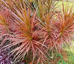 Colorama Dragon Tree–Dracaena marginata–Air Purifying Plant 10" Pot