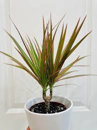 Colorama Dragon Tree–Dracaena marginata–Air Purifying Plant 10" Pot