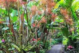 Colorama Dragon Tree–Dracaena marginata–Air Purifying Plant 10" Pot