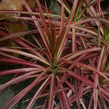 RedCrocus Colorama' Dragon Tree- Variegated Dracaena marginata, Indoor & Outdoor Plant, Bright Foliage, Container Friendly, Tropical Accent, Pet Warning 10" Pot