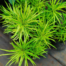Japanese Aralia–Assorted–Evergreen Shrub 6" Pot