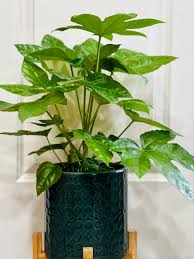 Japanese Aralia–Assorted–Evergreen Shrub 6" Pot