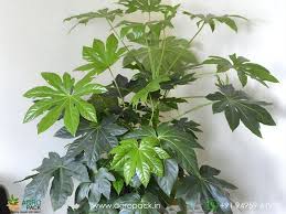 Japanese Aralia–Assorted–Evergreen Shrub 6" Pot