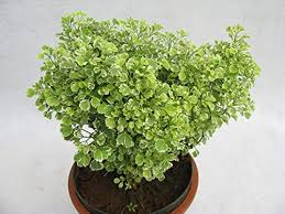 Japanese Aralia–Assorted–Evergreen Shrub 6" Pot
