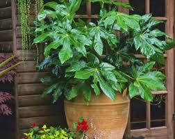 Japanese Aralia–Assorted–Evergreen Shrub 6" Pot