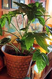 Japanese Aralia–Assorted–Evergreen Shrub 6" Pot