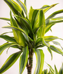 Dracaena deremensis Lemon Lime–Colorful Indoor Plant–Air Purifying 10" Pot