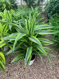 Dracaena deremensis Lemon Lime–Colorful Indoor Plant–Air Purifying 10" Pot