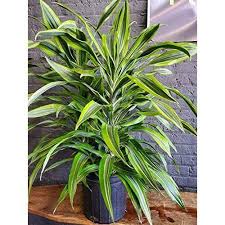 Dracaena deremensis Lemon Lime–Colorful Indoor Plant–Air Purifying 10" Pot