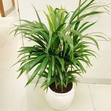 Dracaena deremensis Lemon Lime–Colorful Indoor Plant–Air Purifying 10" Pot