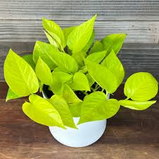 Neon Pothos-Epipremnum 'Neon'-Indoor friendly plant 6" Pot