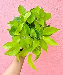 Neon Pothos-Epipremnum 'Neon'-Indoor friendly plant 6" Pot