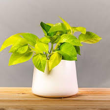 Neon Pothos-Epipremnum 'Neon'-Indoor friendly plant 6" Pot