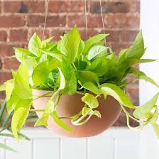 Neon Pothos-Epipremnum 'Neon'-Indoor friendly plant 6" Pot