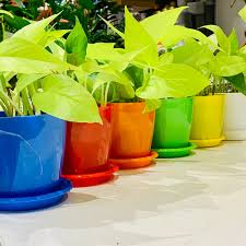 Neon Pothos-Epipremnum 'Neon'-Indoor friendly plant 6" Pot