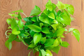 RedCrocus Neon' Pothos- Trailing Indoor Plant with Bright Green Heart-Shaped Foliage, Ideal for Hanging Baskets & Office Decor, Low Light Tolerance, Fast-Growing, Pet Warning 6" Pot
