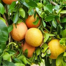 RedCrocus Grapefruit Tree-Assorted-Perfect for container gardening 10 Gallon