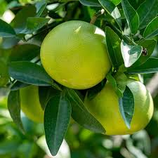 RedCrocus Grapefruit Tree-Assorted-Perfect for container gardening 10 Gallon