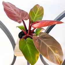 RedCrocus McColley's Finale Philodendron- Lush Indoor Vine with Glossy Lobed Leaves, Pet-Friendly, Shaded Garden, Privacy, Easy Care 6" Pot