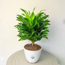 Janet Craig Dragon Tree–Evergreen–Air Purifying Indoor Plant 10" Pot