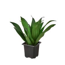 RedCrocus Janet Craig Dragon Tree- Indoor Evergreen Plant for Office & Home Decor, Low Maintenance, Pet-Friendly (Toxic to Pets)- Well-Draining Soil 10" Pot